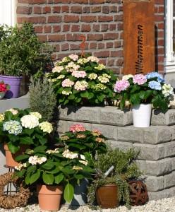 Blühender Topfgarten mit Produkten von Hortensia