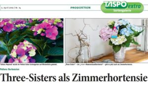 Taspo Zimmerhortensien Hortensia Three Sisters Colour Club
