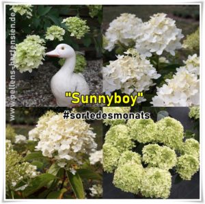 Blüten Hortensie Sunnyboy