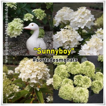 Sunnyboy – Unsere Sorte des Monats