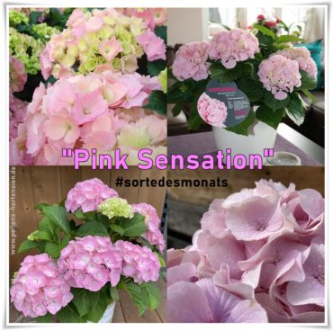 Pink Sensation – Sorte des Monats Mai 2023